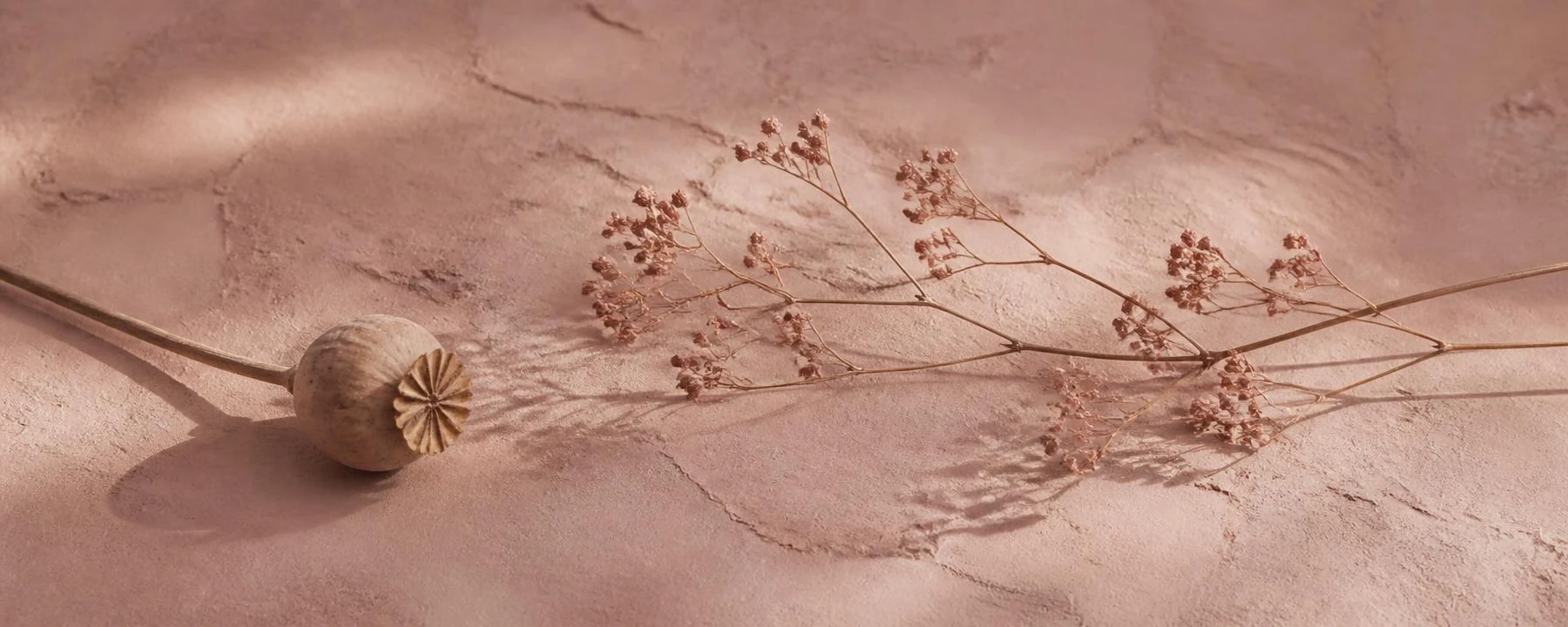 A dried seed pod and slender dried stem on a dusty rose plaster surface